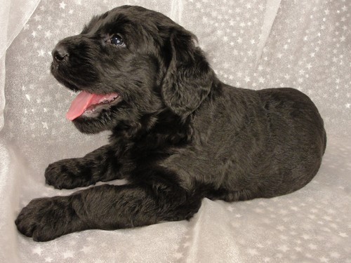 Male Giant schnoodles for sale Giant schnoodle Puppy for sale #4 Born August 10, 2011
